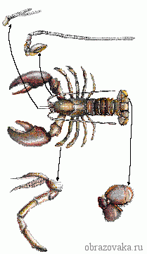 Внешнее строение речного рака