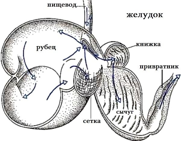 Внутреннее строение млекопитающих