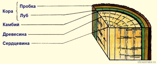 Внутреннее строение стебля
