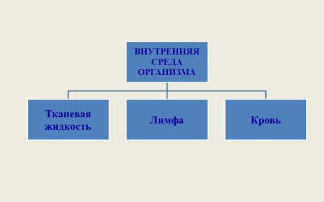 Внутренняя среда организма