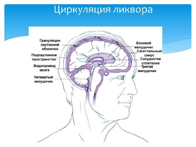 Внутренняя среда организма