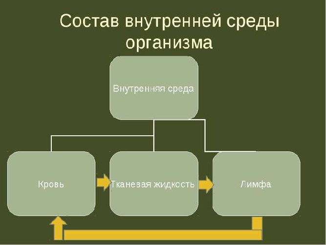 Внутренняя среда организма