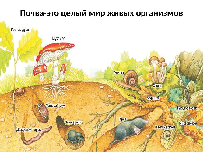 Воздействия организмов на атмосферу, гидросферу, литосферу