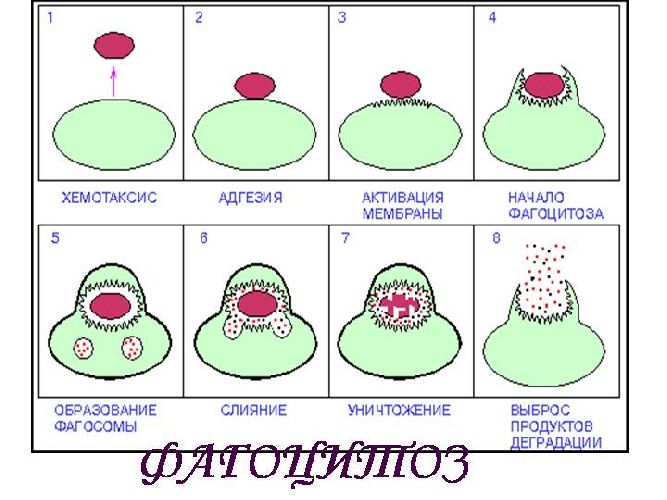 Врожденный иммунитет