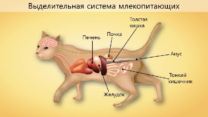 Выделительная система млекопитающих