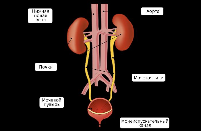 Выделительная система млекопитающих