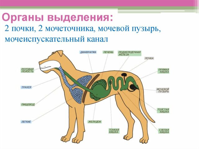 Выделительная система млекопитающих