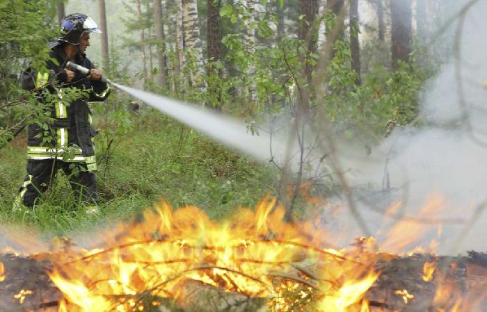 Вырубка лесов