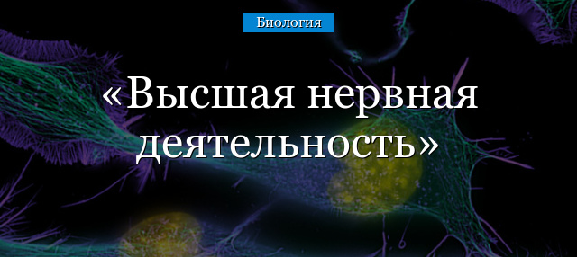 Высшая нервная деятельность