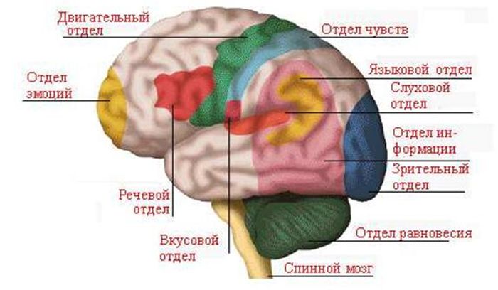 Высшая нервная деятельность