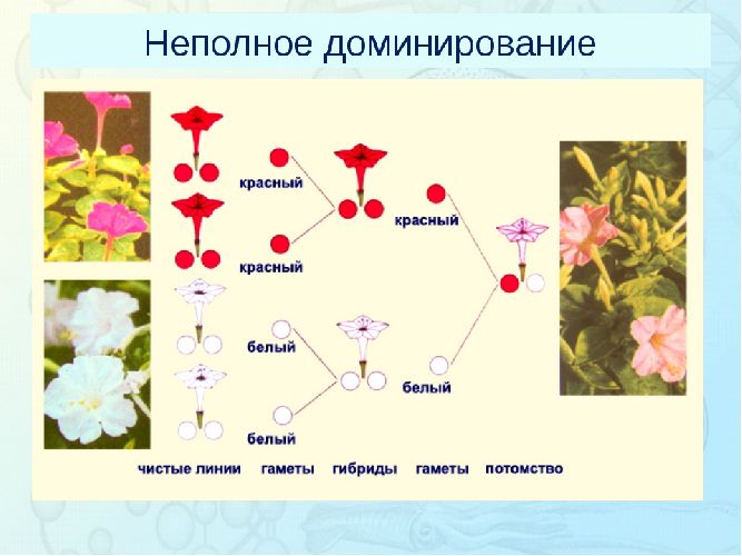 Взаимодействие аллельных генов