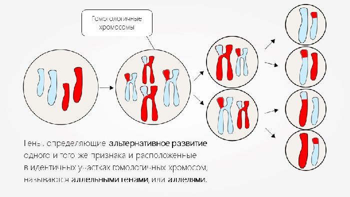 Взаимодействие аллельных генов