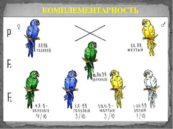 Взаимодействие неаллельных генов