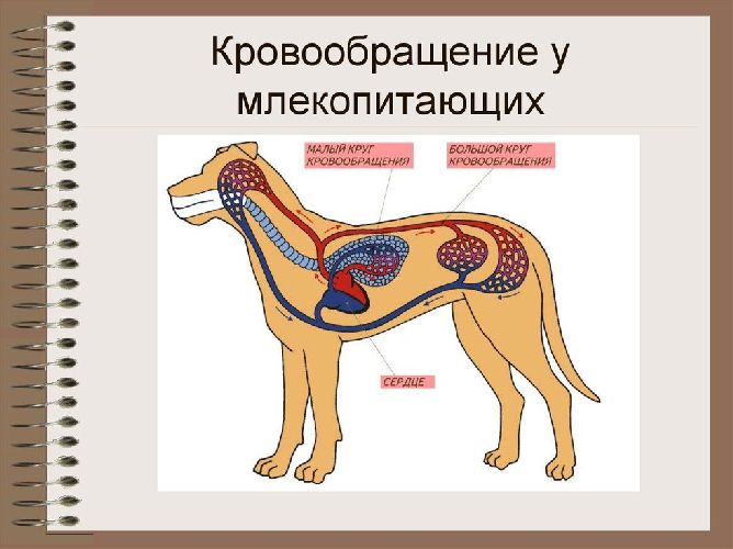 Замкнутая и незамкнутая кровеносная система