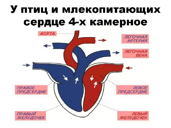 Замкнутая и незамкнутая кровеносная система