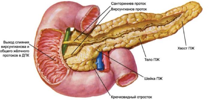 Железы смешанной секреции