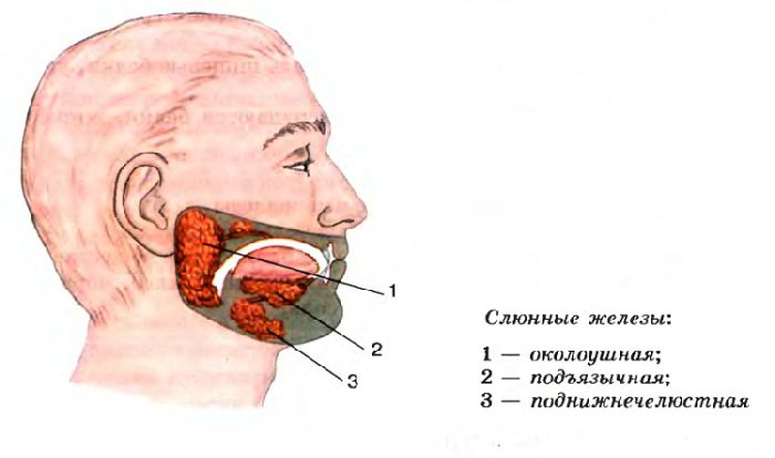 Железы внешней секреции