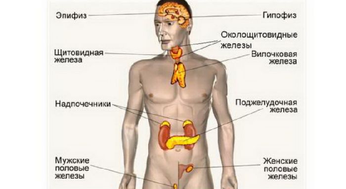 Железы внешней секреции