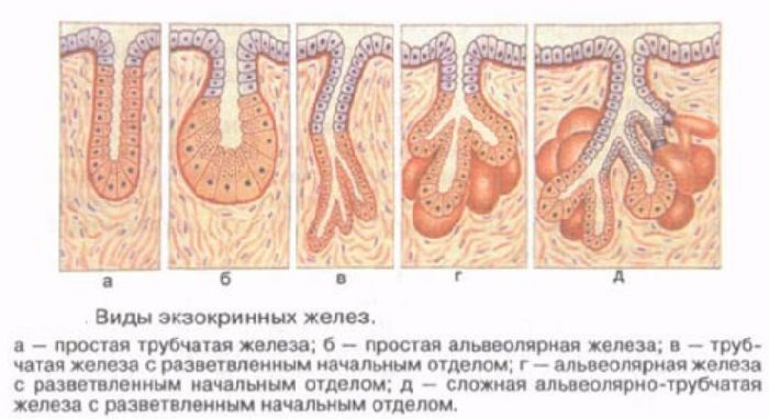 Железы внешней секреции