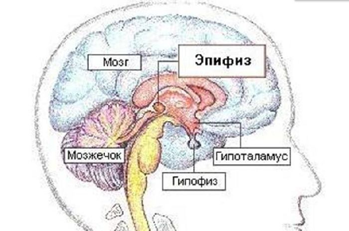 Железы внутренней секреции