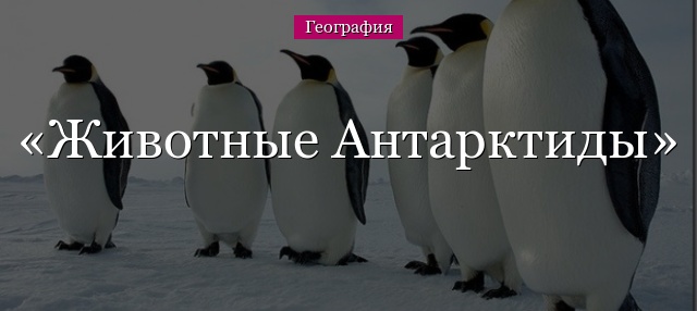 Животные Антарктиды