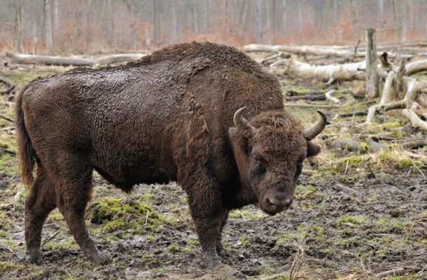 Животные Северной Америки