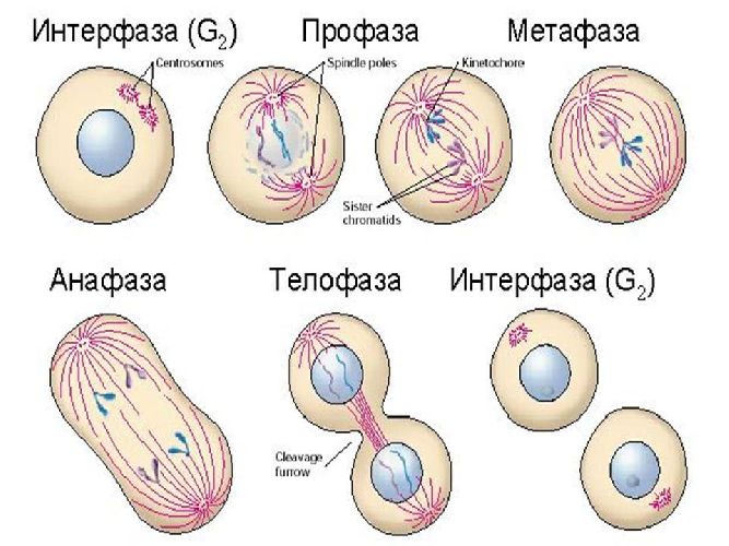 Жизненный цикл клетки