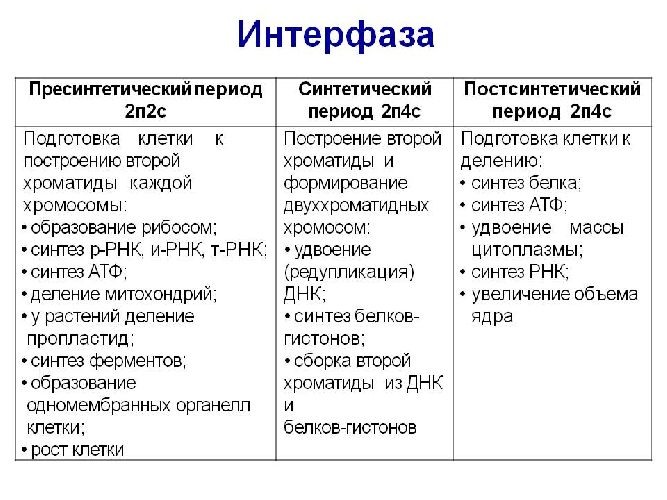 Жизненный цикл клетки