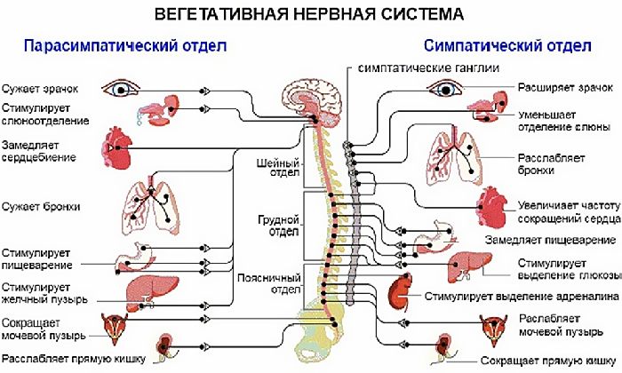 Значение нервной системы