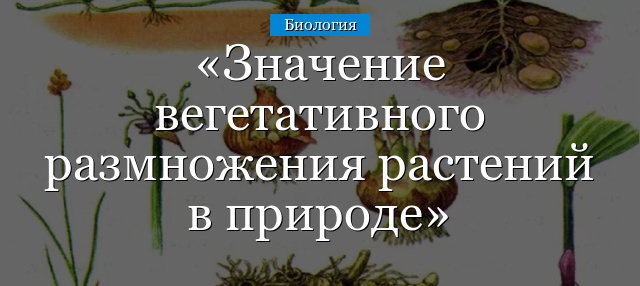 Значение вегетативного размножения растений в природе