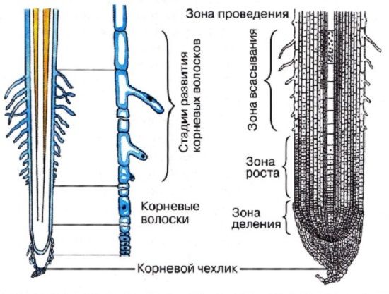 Зоны корня