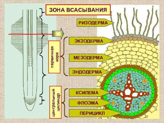 Зоны корня