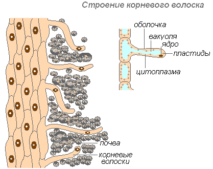 Зоны корня