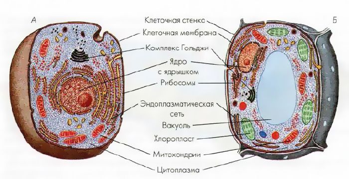 Зоология – наука о животных