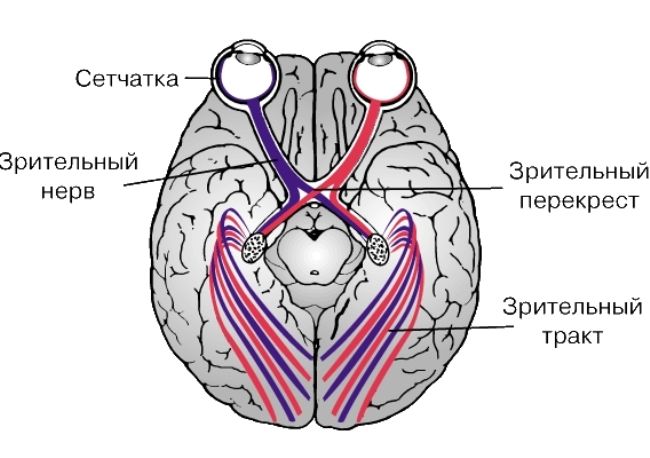 Зрительный анализатор